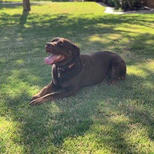 Meet your Posher, Josh